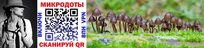 МЕГА   Карпинск  Галлюциногенные грибы Psilocybe 